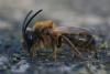 Andrena sp.